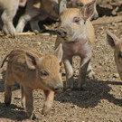 ZooSBG_Nachwuchs_Ferkelchen_Karfiol2.jpg