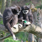 ZooSBG_Osterei_Gibbon.jpg