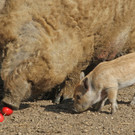 ZooSBG_Wollschwein_Karfiol_Nachwuchs.jpg