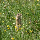 Ziesel, Feldhamster, Erdhörnchen, Präriehund