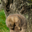 327228_original_R_B_by_Thomas Max M__ller_pixelio_de.jpg