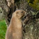 327233_original_R_B_by_Thomas Max M__ller_pixelio_de.jpg