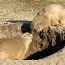 502951_original_R_K_by_Rolf Handke_pixelio_de.jpg