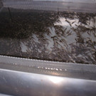 fischteich 007.JPG