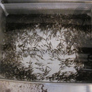fischteich 022.JPG