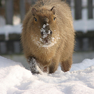 Winterbilder aus dem Zoo