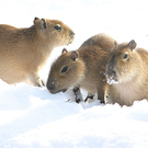 ZooSBG_Winte_Wasserschwein_Nachwuchs.jpg