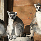 ZooSBG_Winter_Katta.jpg