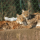 ZooSBG_Winter_Luichs.jpg