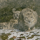 ZooSBG_Winter_Schneelepard.jpg