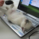 computer-pause.jpg