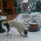 Bilder der VOL.AT-User: Schnee am Ostersonntag im Rheintal