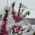 DSC_0505.JPG