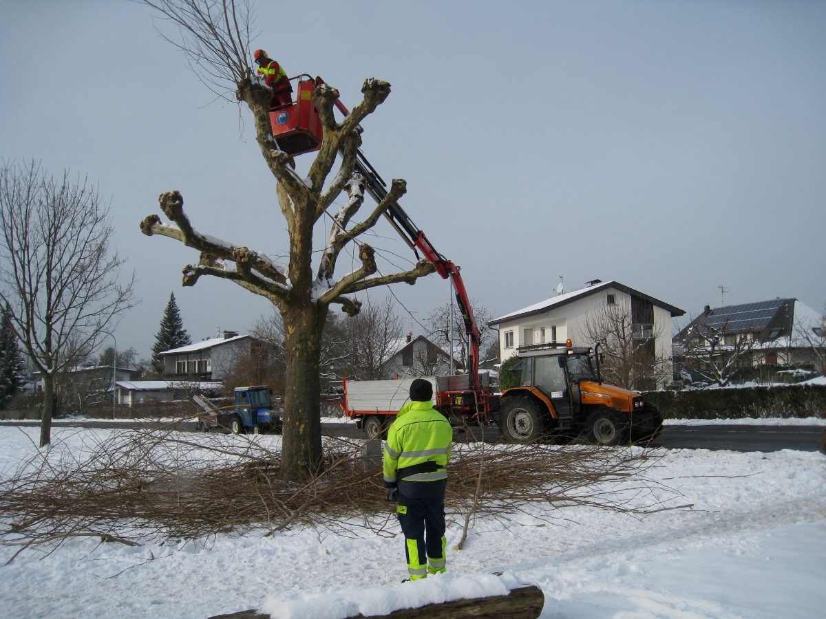 Wi-hof Lochau Baumschnitt _2_.jpg