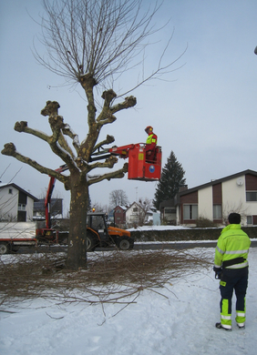 Wi-hof Lochau Baumschnitt _8_.jpg