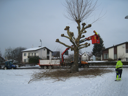 Wi-hof Lochau Baumschnitt _9_.jpg