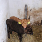 Ostern2012 247_JPG-1333956070