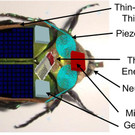 Insekten als Mini-Cyborgs