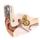 Earsection.jpg