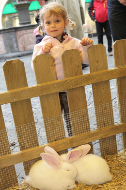 Osterhasen_11_jpg-1334091625