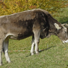 Landwirtschaft