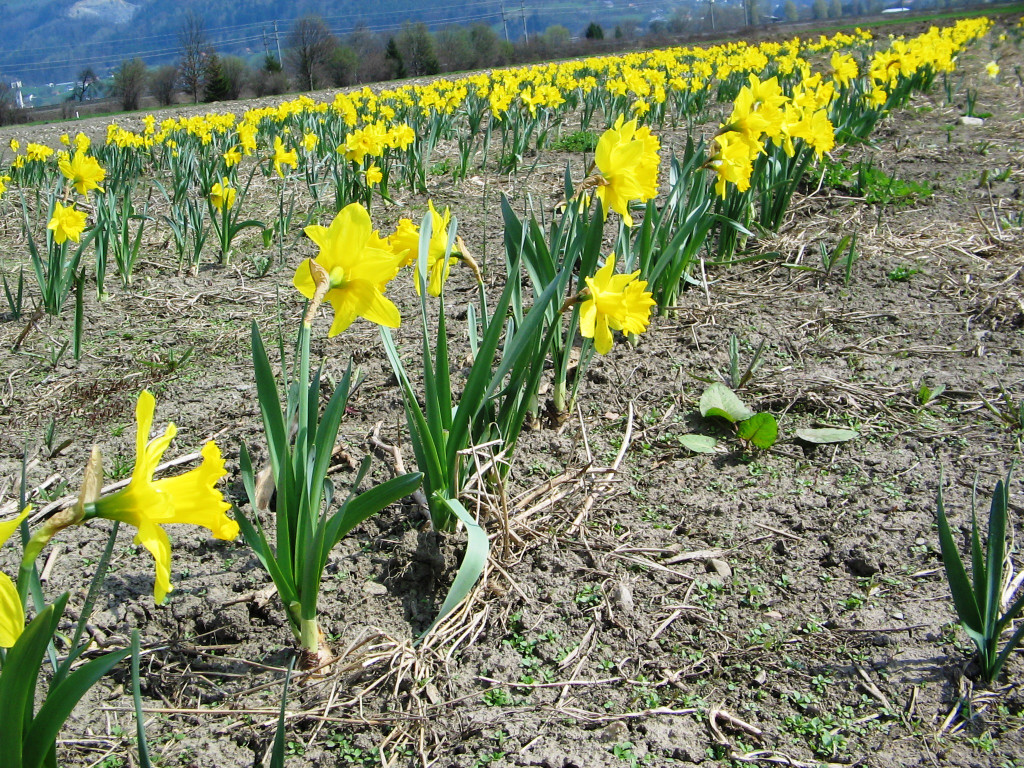 IMG_0066.jpg