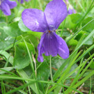 IMG_0016_001.jpg
