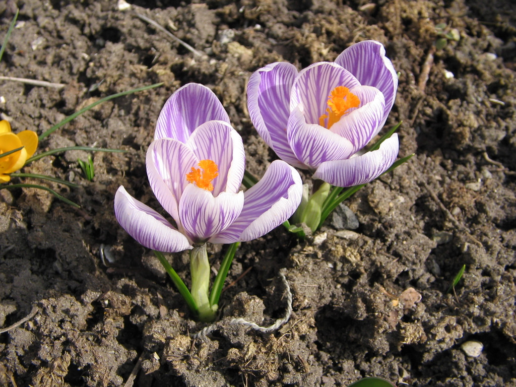 IMG_00016.jpg