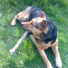 hund2-600x450.jpg