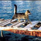 1cat caught fish.jpg