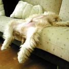1cat-after-hart-day.jpg