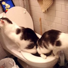 1-cats-dump.jpg