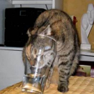 1cat-wants-to-drink2.jpg