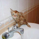 1funny cat 8.jpg