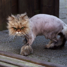 1funny-cat-approaching.jpg