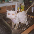 1funny-cat-being-washed.jpg