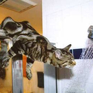 1funny-cat-drinking-from-shower.jpg