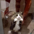 1funny-cat-shower.jpg