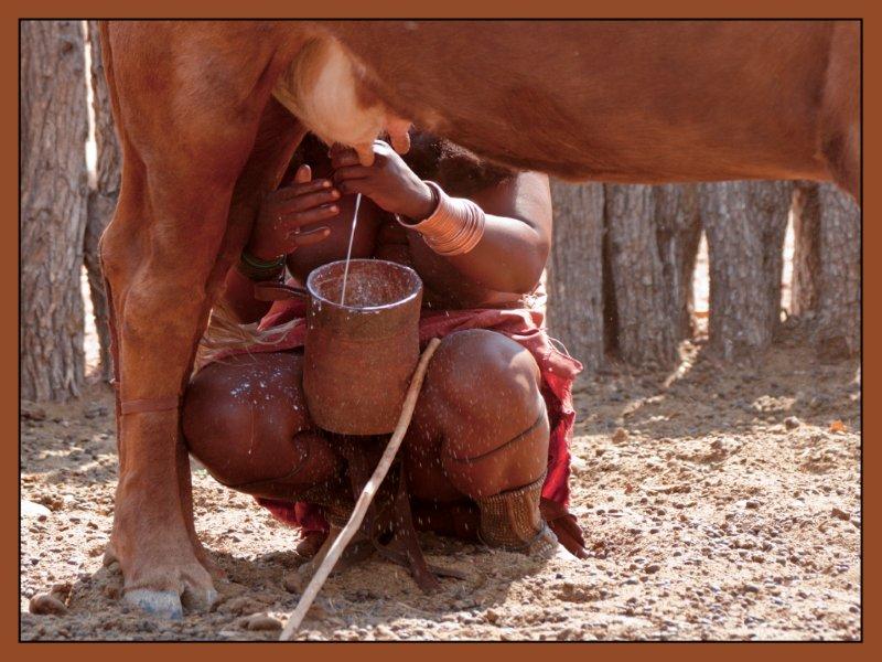 Himba beim melken_jpg-1334389916