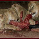 L__wendinner_jpg-1334389946