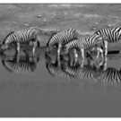 Zebradurst SW_jpg-1334389974