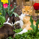 Kater Bruno und Boston-Terrier-Welpe Angie 