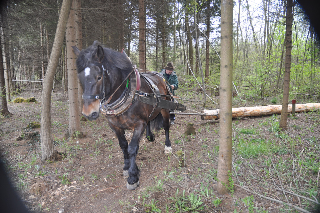 DSC_0087_JPG-1334471858