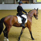   Hallen-Dressur-Turnier