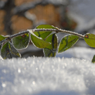 _DSC02620007.JPG