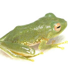 frog1.jpg