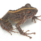 frog2.jpg