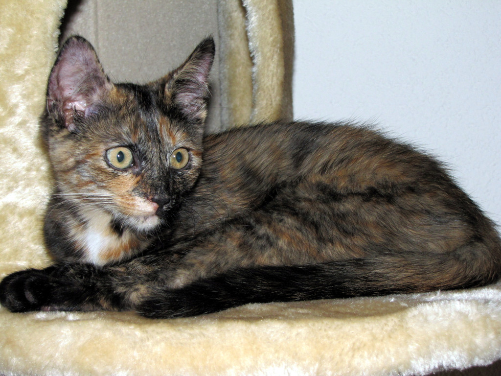 Katzen-053.JPG