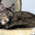 vermißte Katzen Linus und Lilly