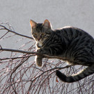 Katzen-087.jpg